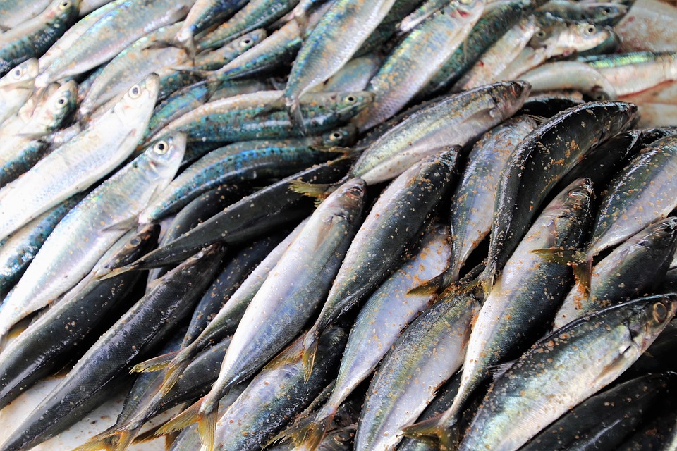Sardine-Fish-