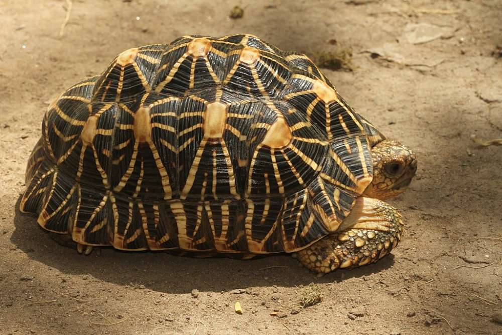 500 Indian star tortoises seized from train passenger in AP