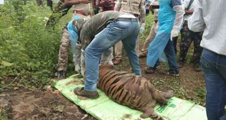 Tigress died after eating poisoned wild boar