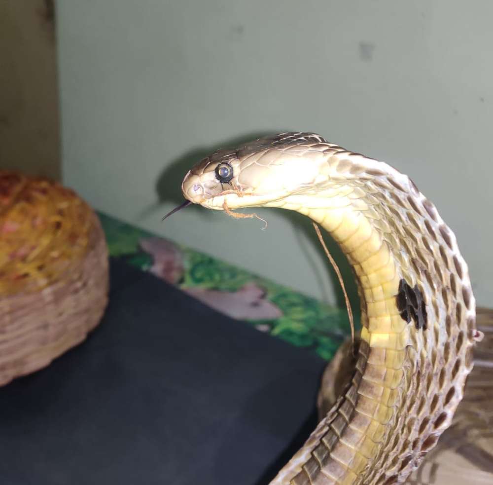 Forest officials, NOGs rescue snakes in Hyderabad