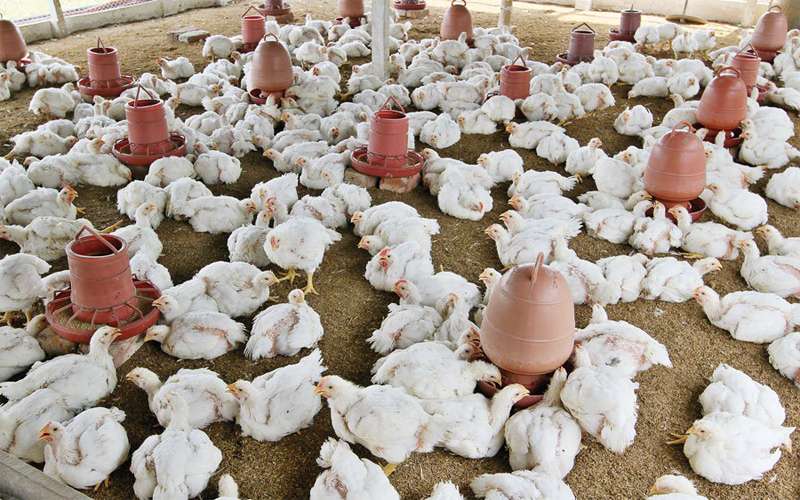 Chicken prices nosedive owing to festive seasons