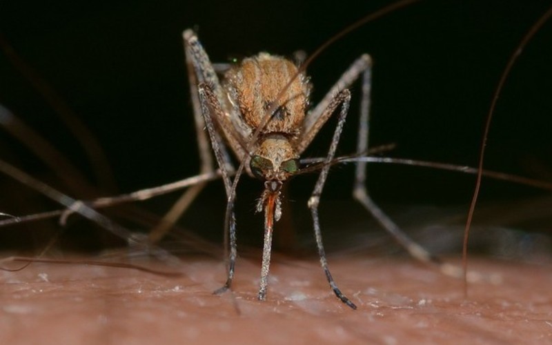 Mosquito-borne diseases on the rise