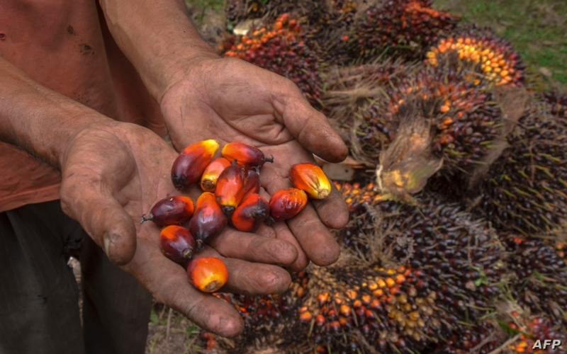 Things to know about palm oil and Indonesia's raging forest fires