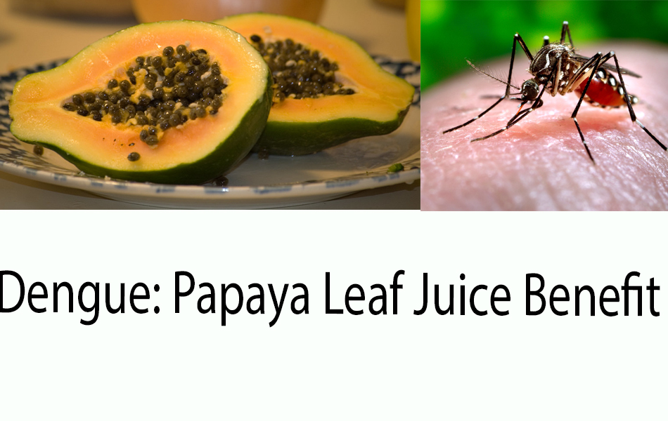 Papaya-Dengue-Free-Use