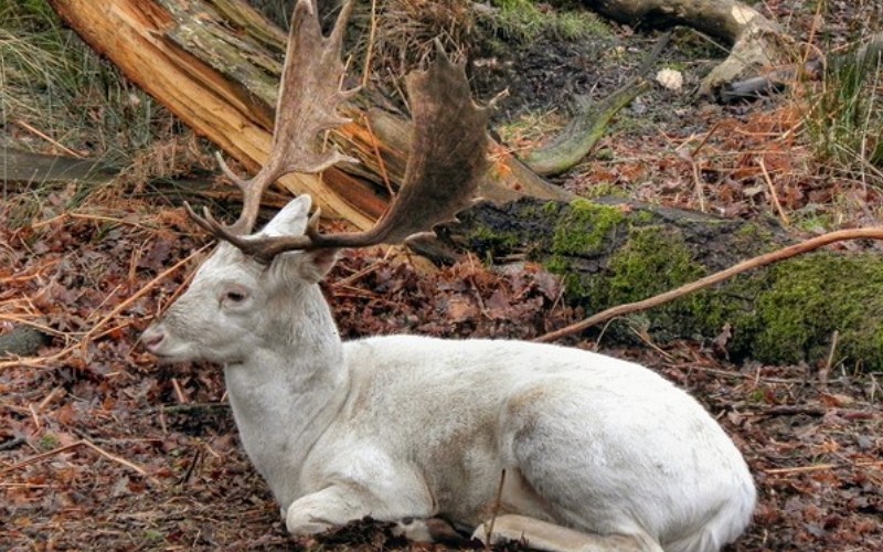 Rare deer found alive after extinction!