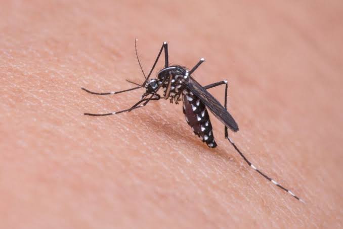 Dengue-Killer-Mosquito