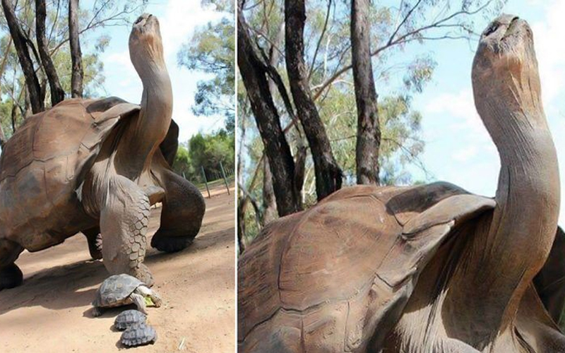 344-year-old tortoise with 'healing powers' died in Africa