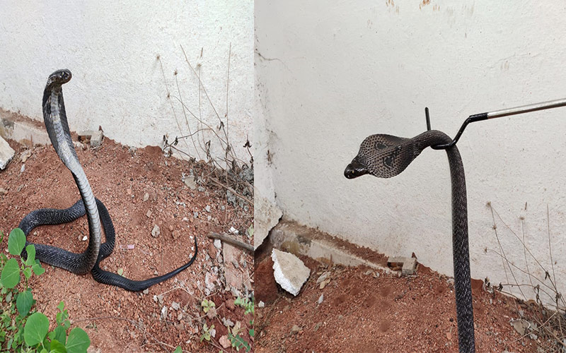 Hyderabad: Black Cobra rescued in Kowkoor