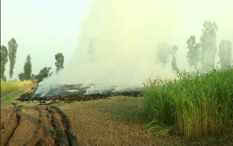 Haryana: Stubble burning continues in Fatehabad despite ban