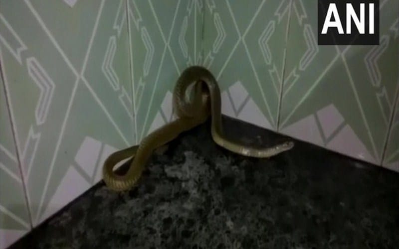 Odisha: Snake rescued from house in Mayurbhanj
