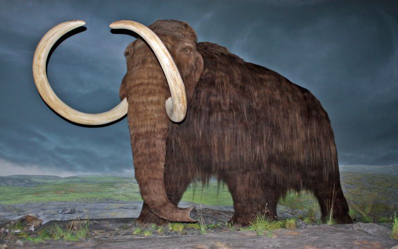 Wooly mammoths took last breath on a remote island