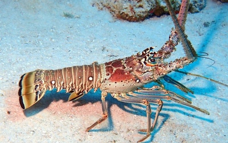 Warming waters, local differences affect lobster population