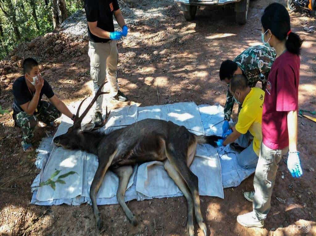 Dead deer found in Thailand with 7kg of plastic in stomach