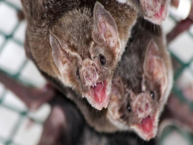 Study says vampire bats keep friends they made in captivity
