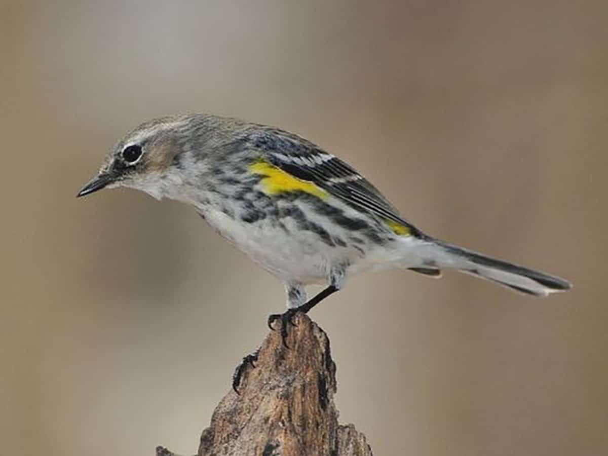 Scientists discover 10 new bird taxa