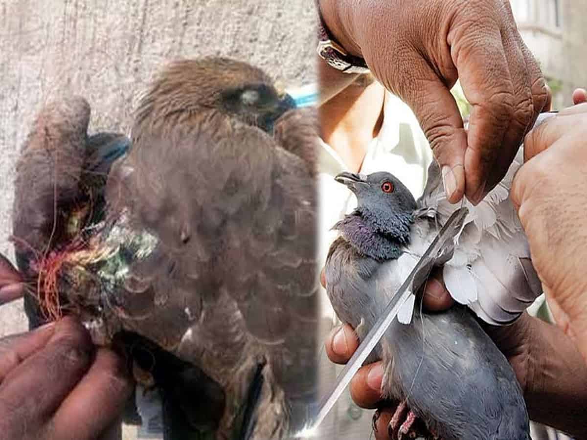 Chinese Manja used by kite flyers a major threat to birds