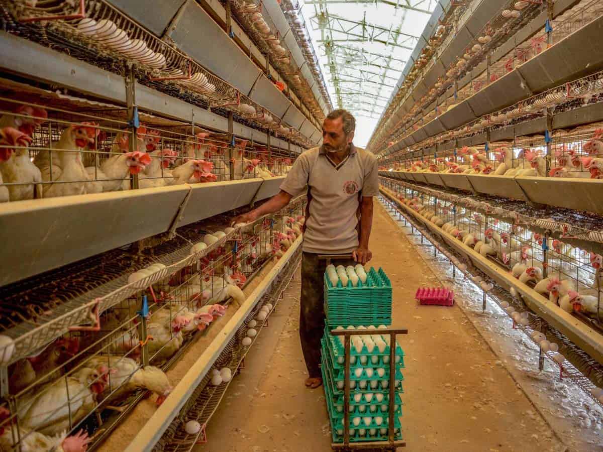 False rumours: Farmer dumps Rs. 5.8 cr worth poultry products
