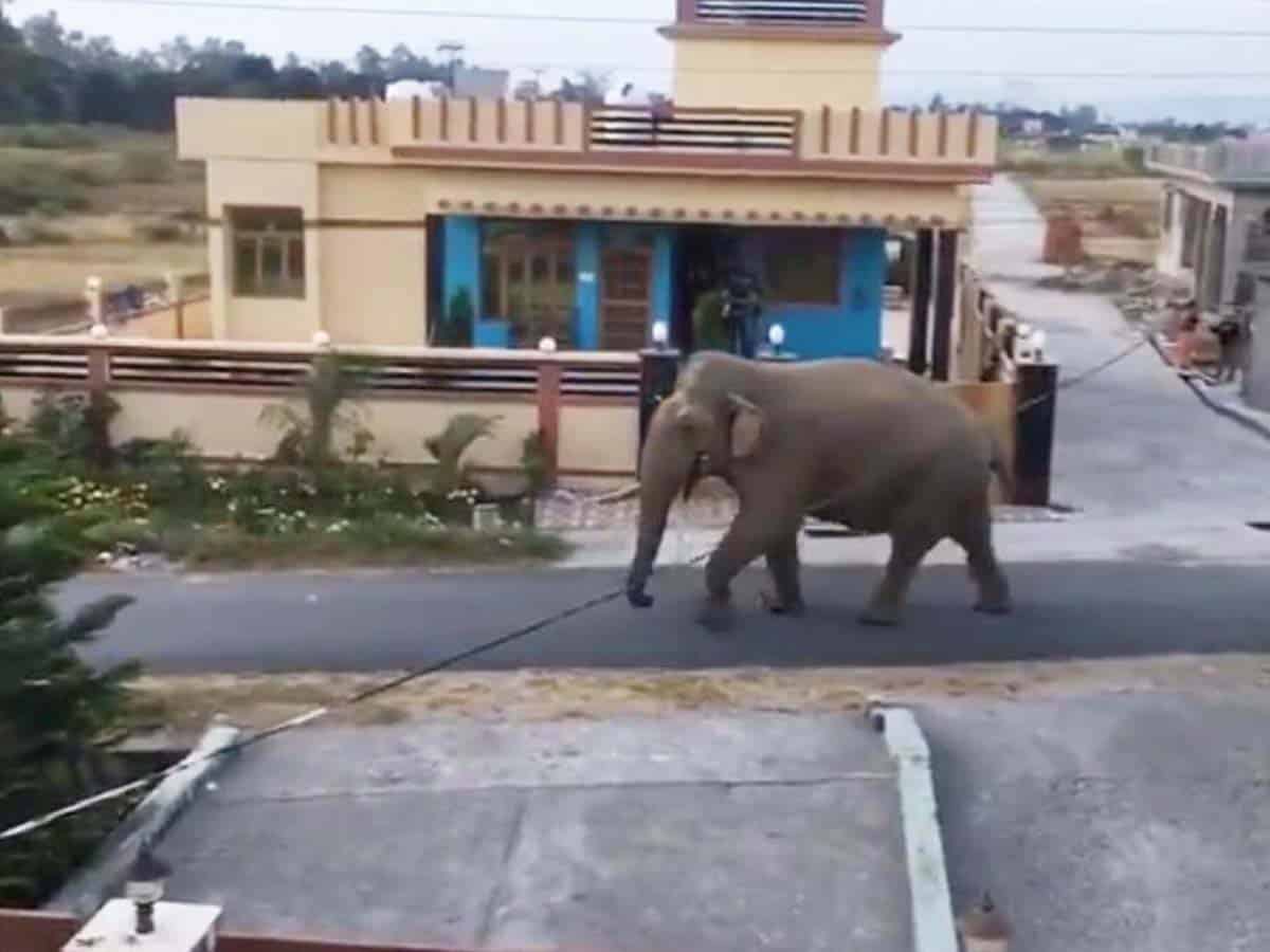 Lockdown: Wild animals are having a gala time in Karnataka