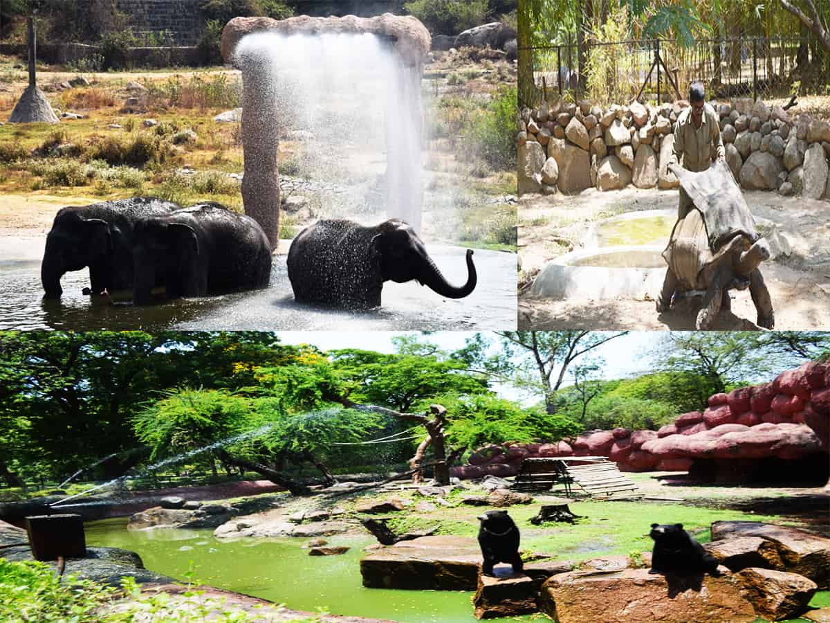 Hyderabad’s zoo staff prepares to protect animals from summer