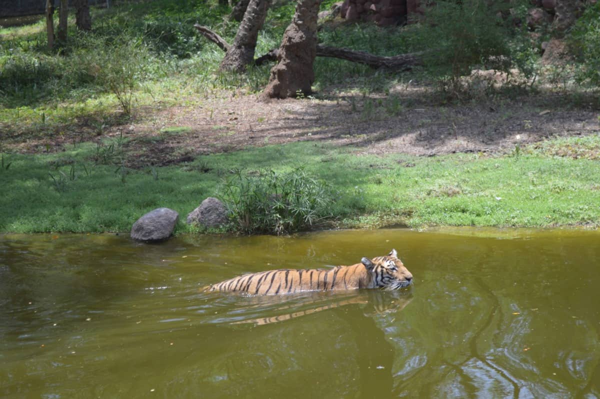 Nehru Zoo on alert to protect animals from COVID-19
