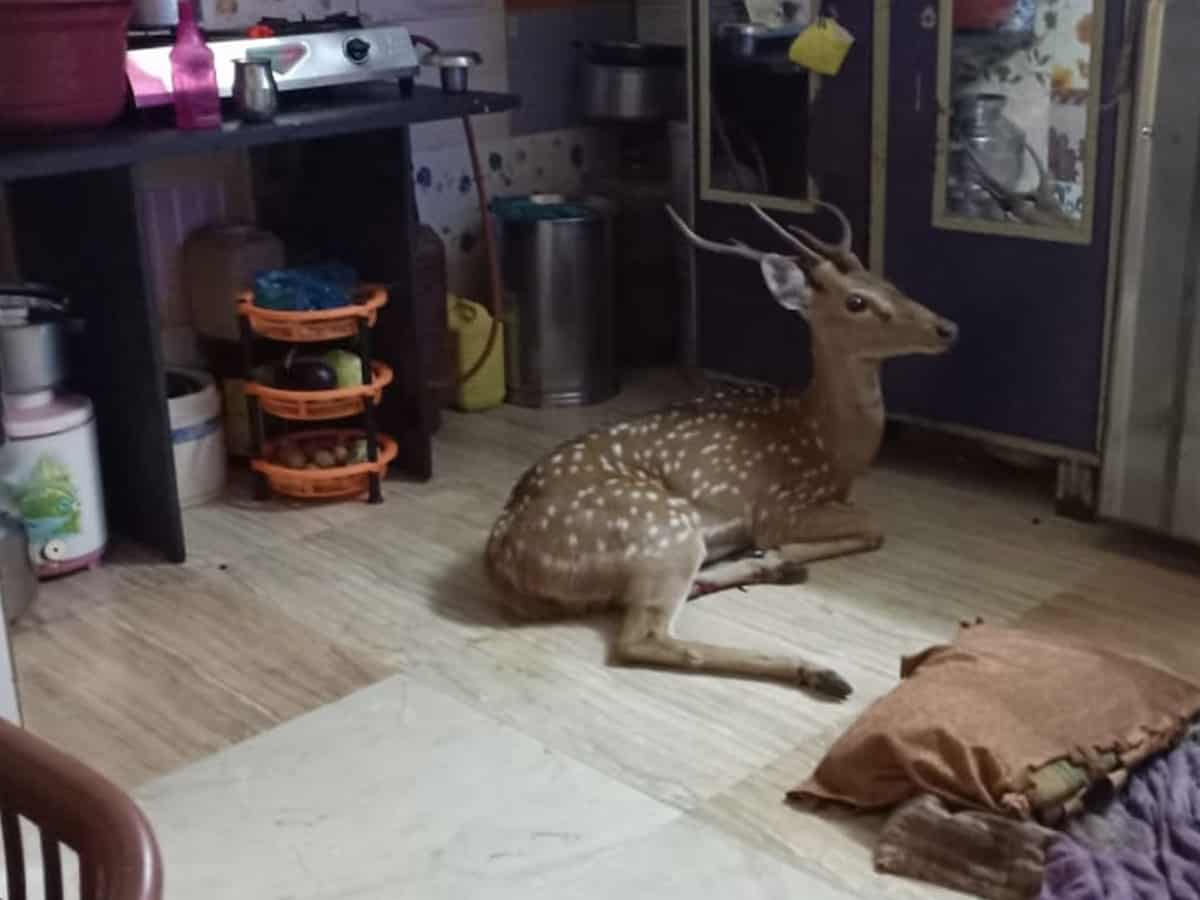 Chased by leopard, deer crashes through roof in Mumbai slum