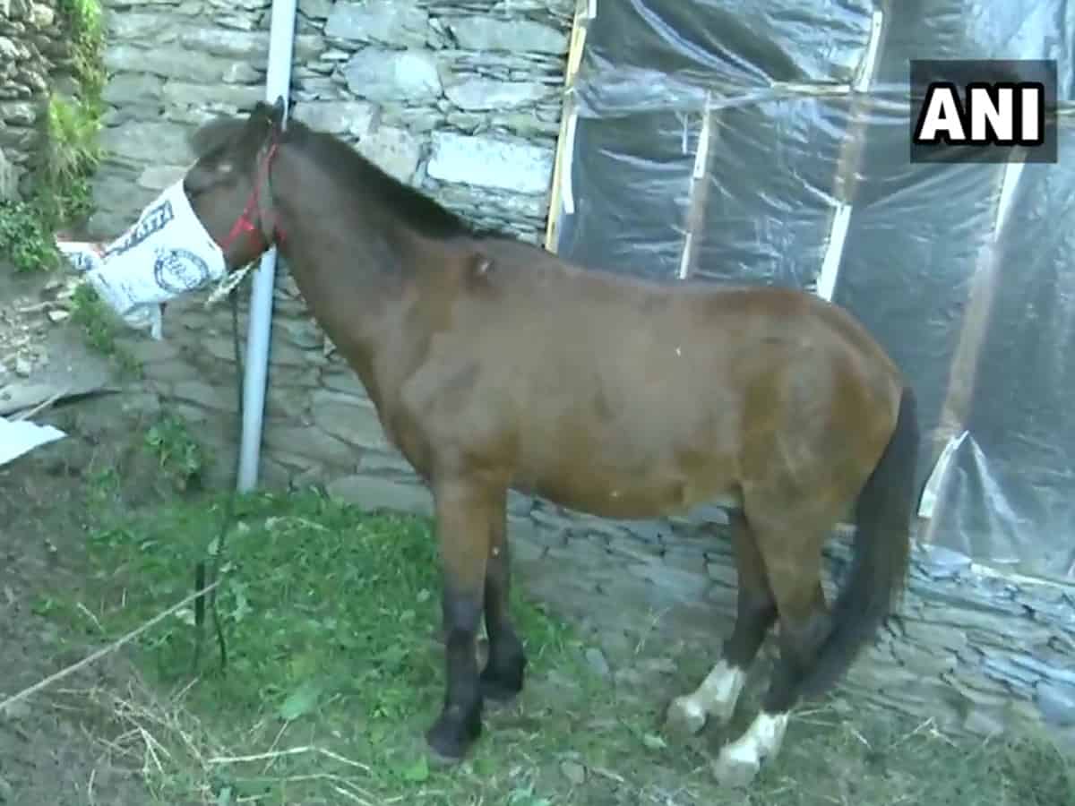 After humans, now a horse in quarantined