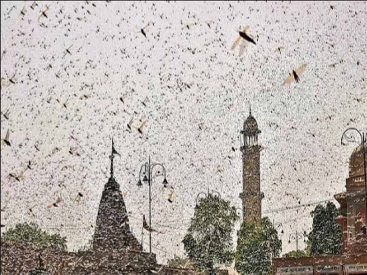 Locust attack in Hyderabad
