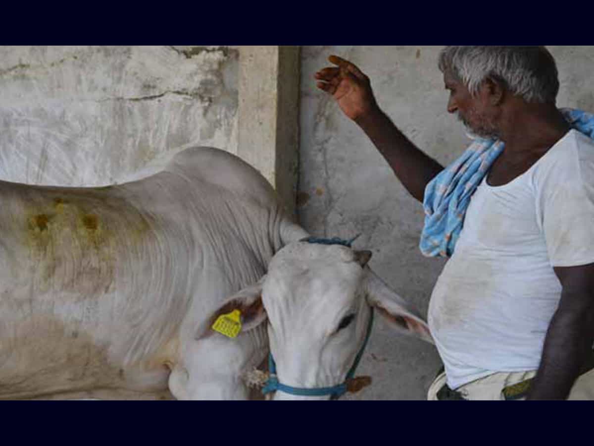 New virus hit cattle hard across Telangana