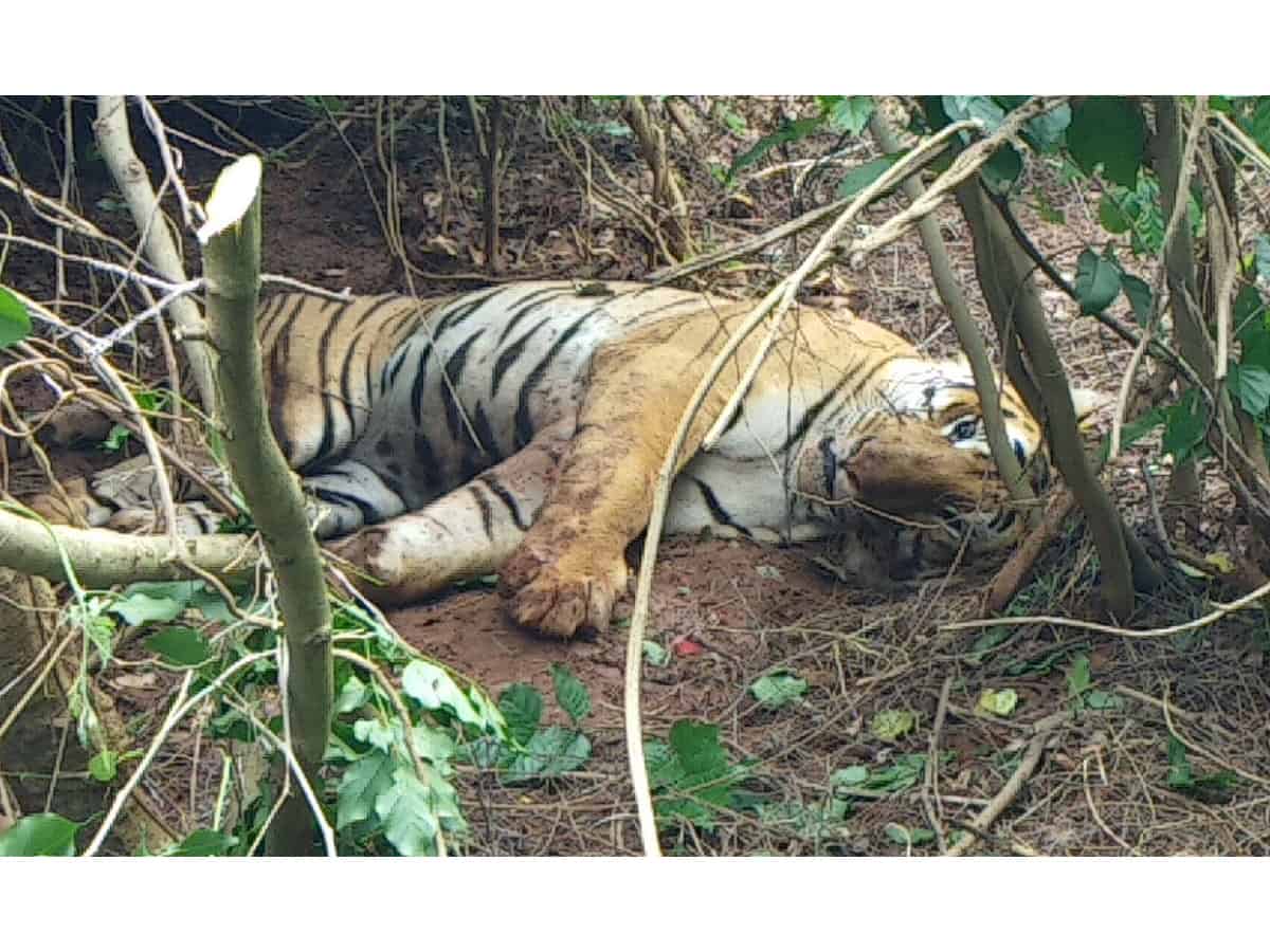 Karnataka's domestic cattle devouring injured tiger captured