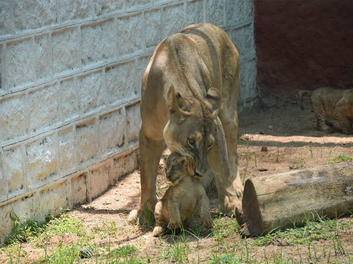 African lion cubs make first appearance at Hyderabad Zoo