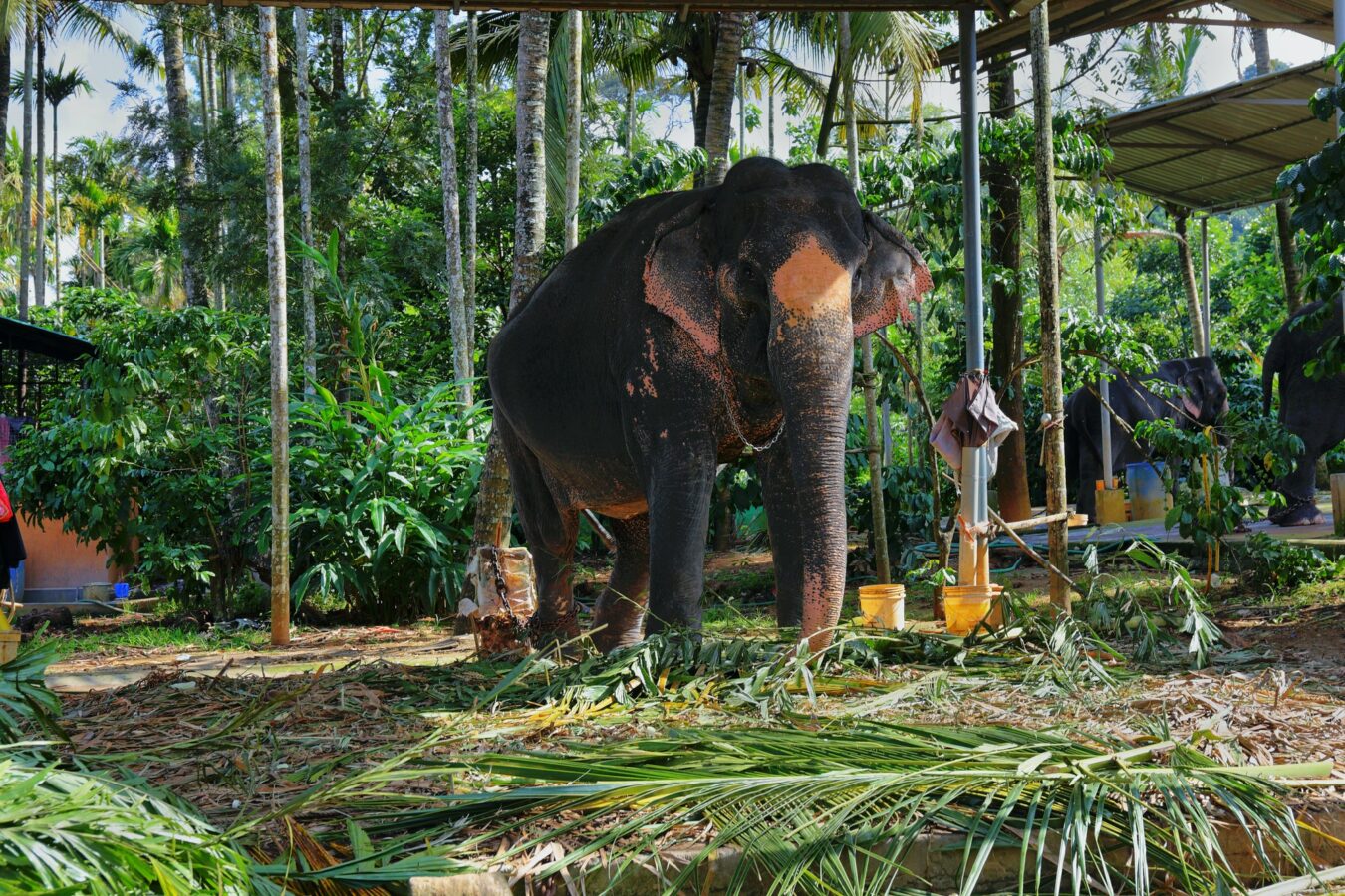 Elephants in Munnar, Kerala, India