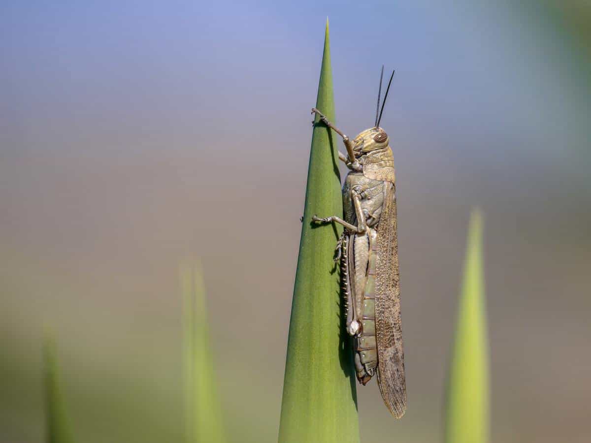 Migratory locust perched green plant