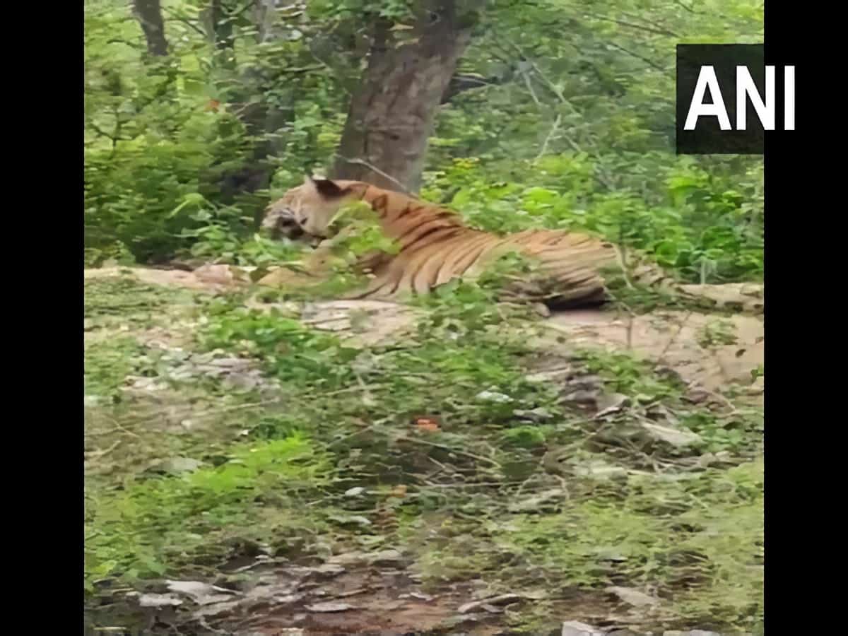 Tiger in Karnataka