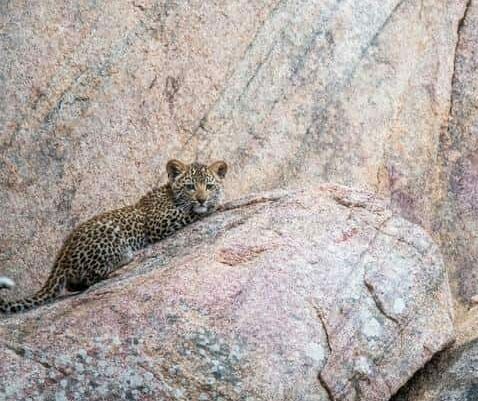 Two Leopard cubs on the rocks.