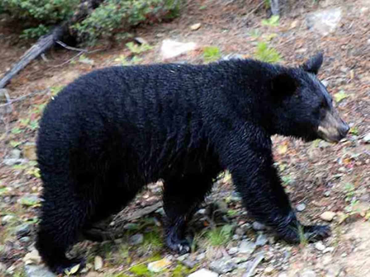 Telangana: Wild bear in Karimnagar residential area captured