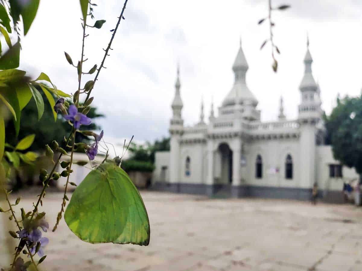 Common emigrant butterfly fluttering near Spanish Mosque at Rasoolpura in Hyderabad. Photo: Mayank Tiwari
