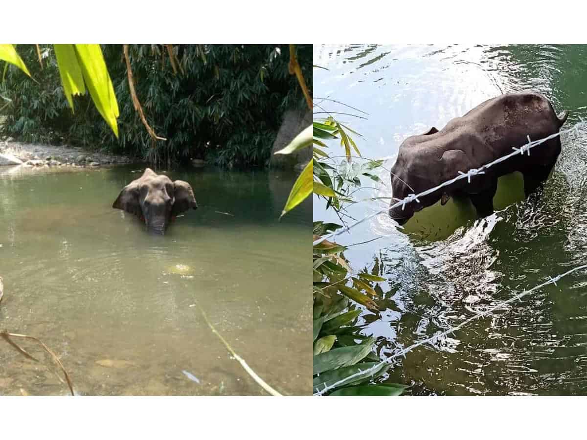 Pregnant elephant dies after eating cracker stuffed pineapple