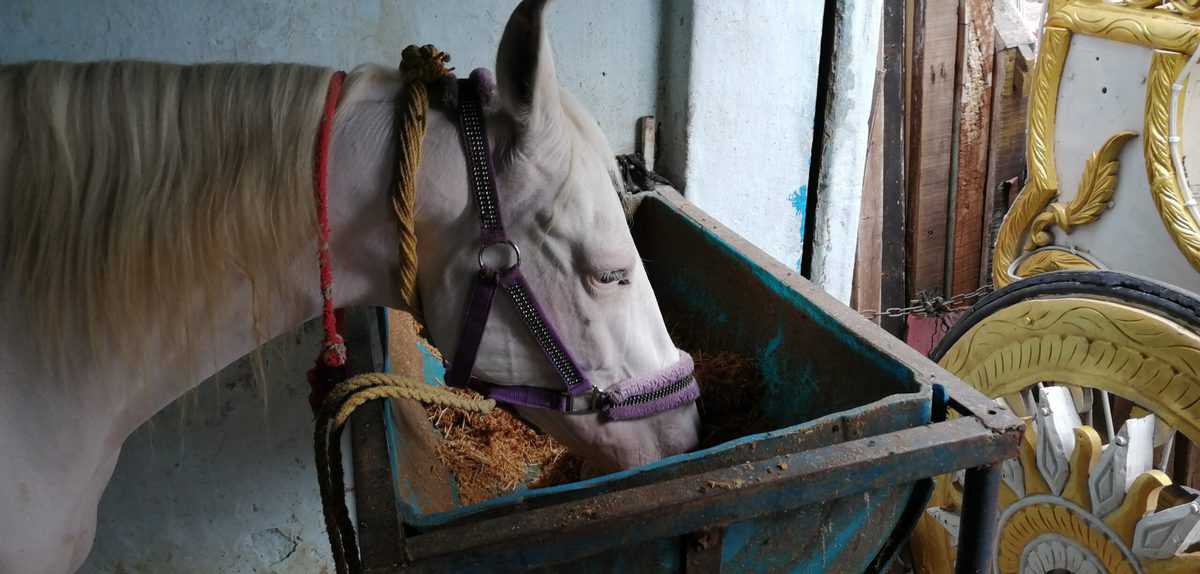 Corona spells trouble for caretakers of wedding horses
