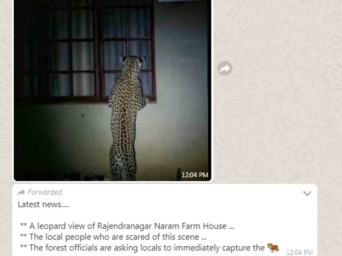 Fact Check: Was a leopard-spotted in Rajendranagar?
