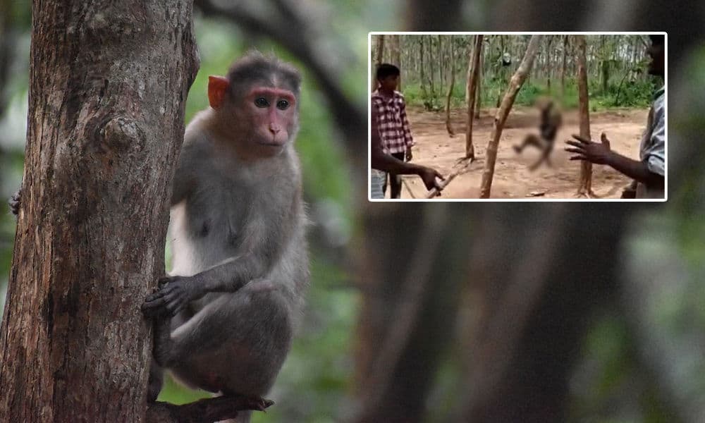 Three held for hanging monkey to death in Telangana