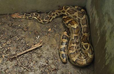 8 ft long python rescued from drain near hospital in Agra