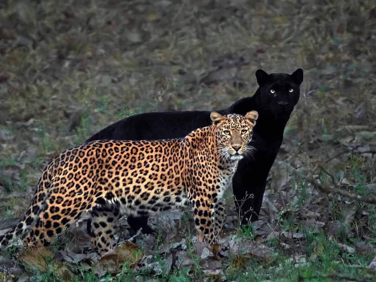 Black panther, leopardess on one frame after long wait: Mithun Hunugund