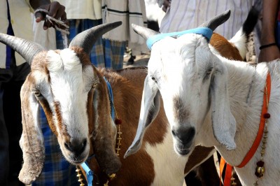 Goat 'arrested' for not wearing mask in UP