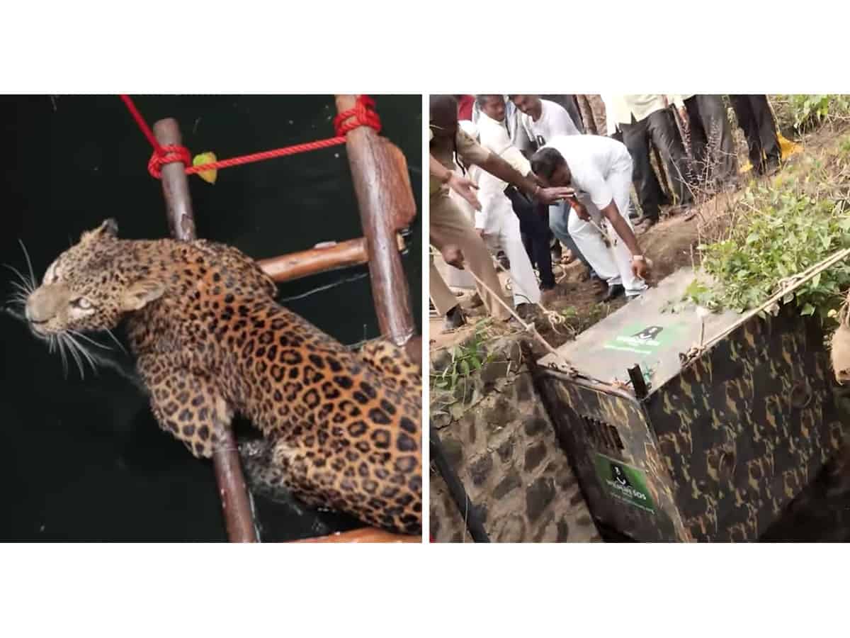 Trapped in a well, leopard rescued after 6 days in K'taka
