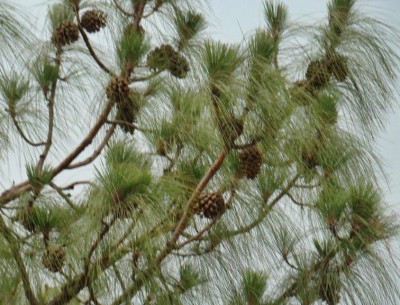 Himachal promotes cultivation of pine nut, sea buckthorn
