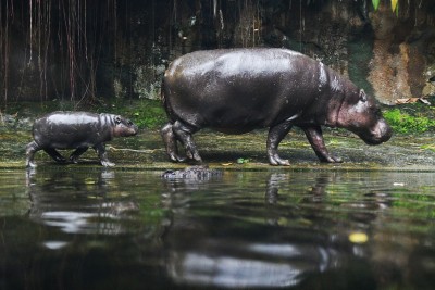 Hippo calf's birth in Bengaluru Zoo good news amid corona crisis