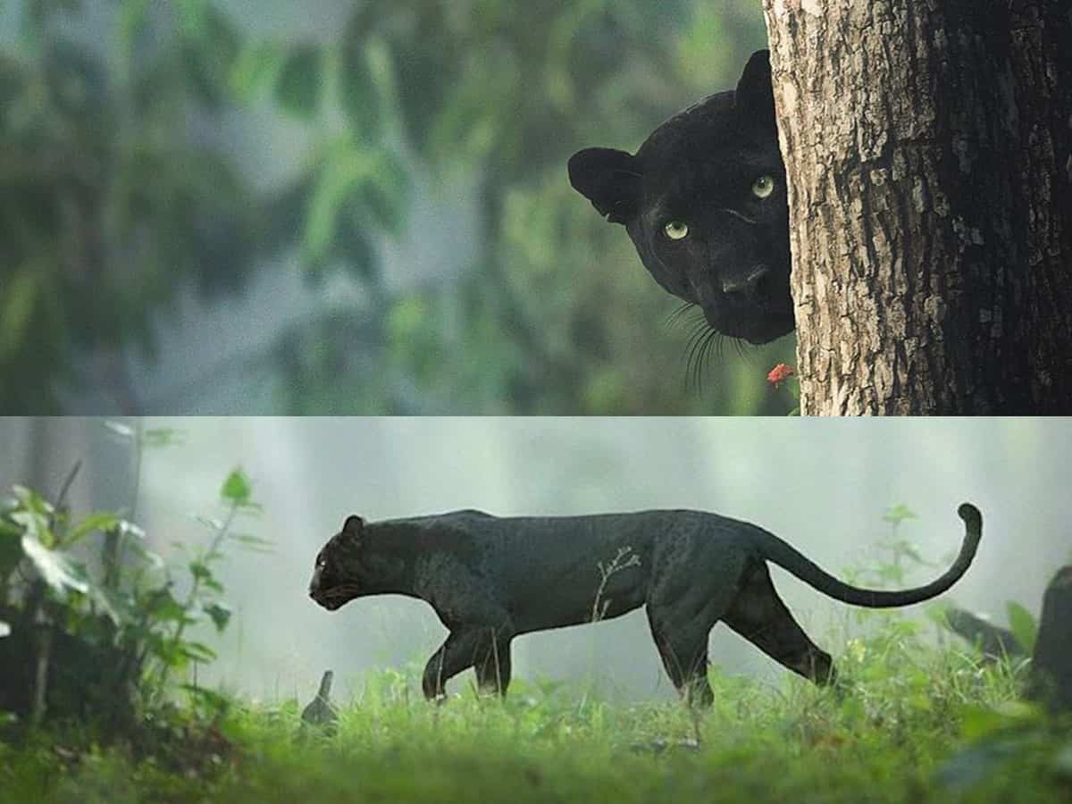 Black Panther spotted in Karnataka
