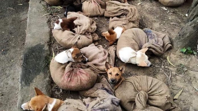 After hullabaloo, Nagaland bans dog meat trade, consumption