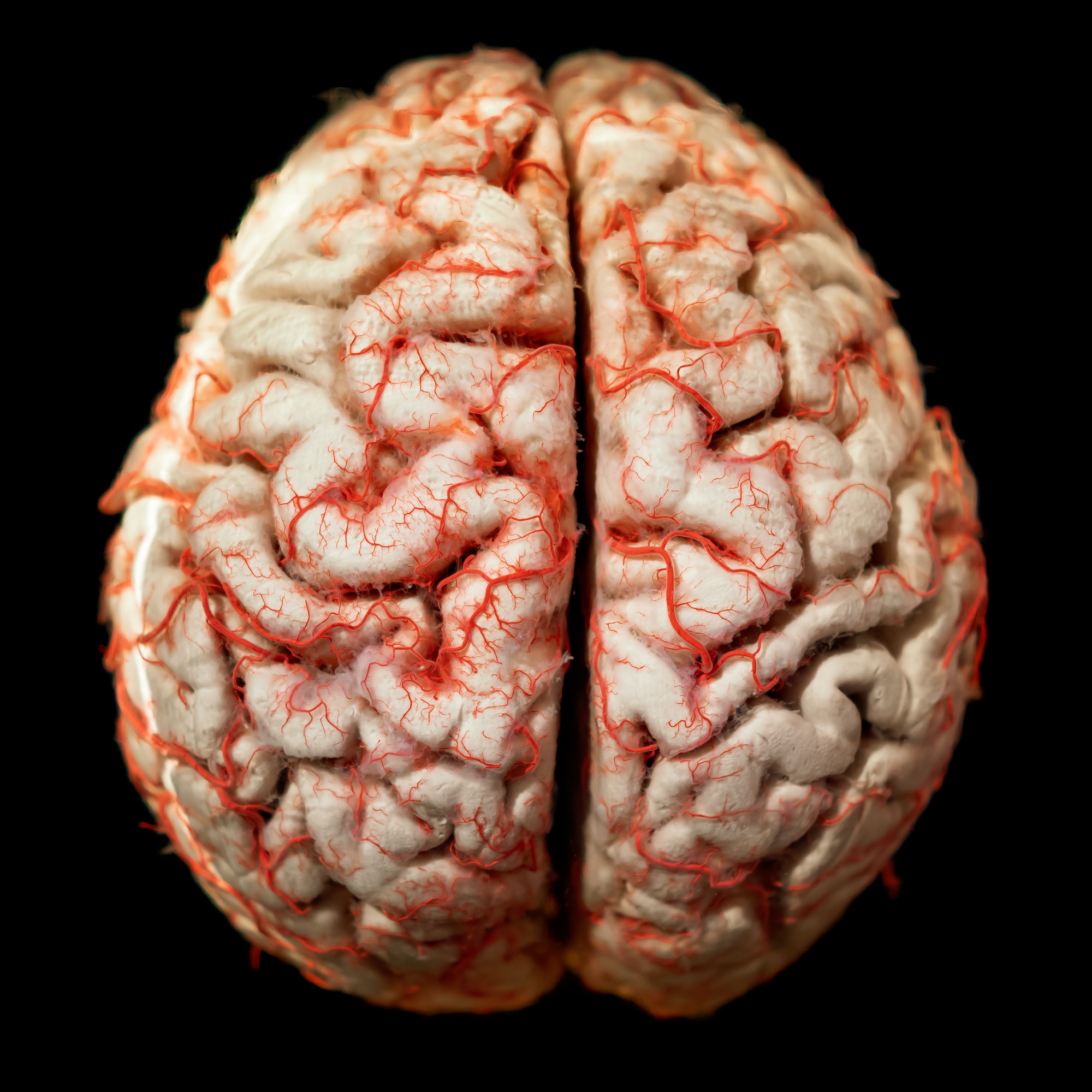 Human brain closeup