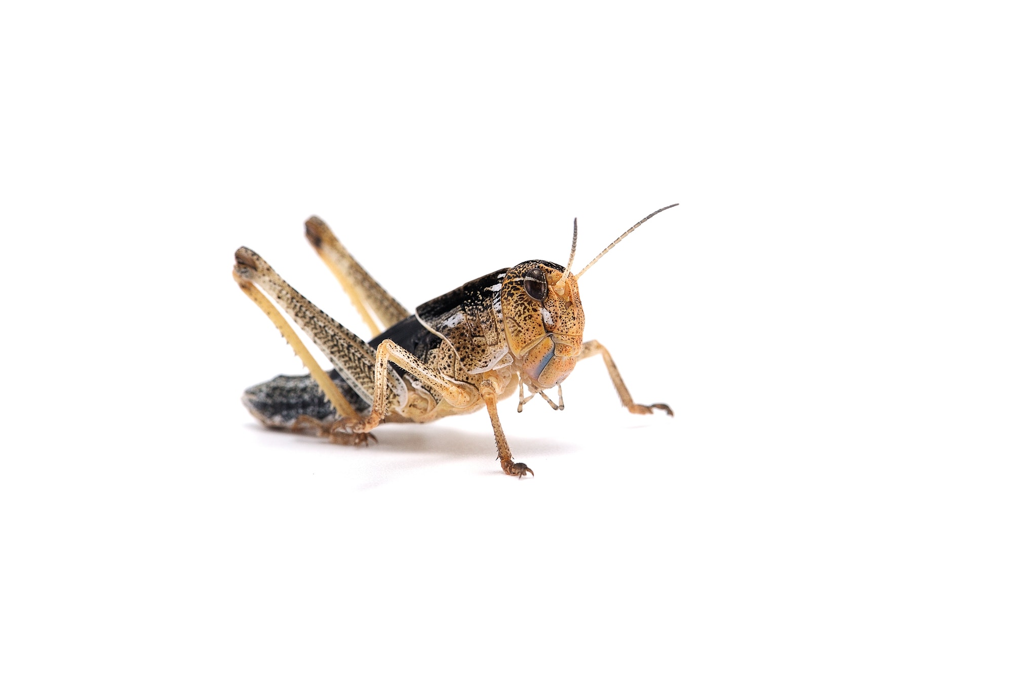 Locust isolated on white background